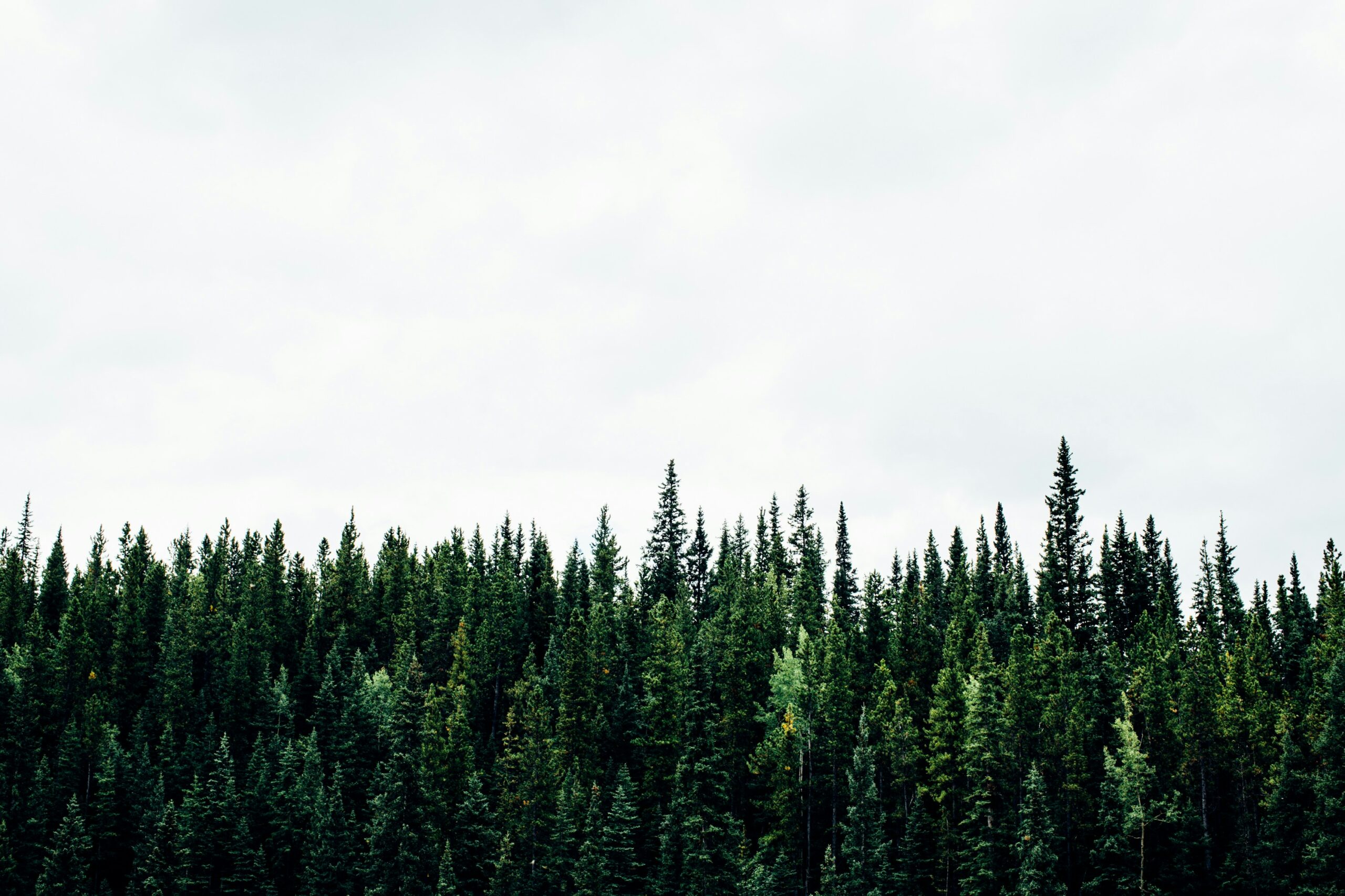 Illustrative forest landscape by Michael Benz / Unsplash. This is not an APREM project photograph.